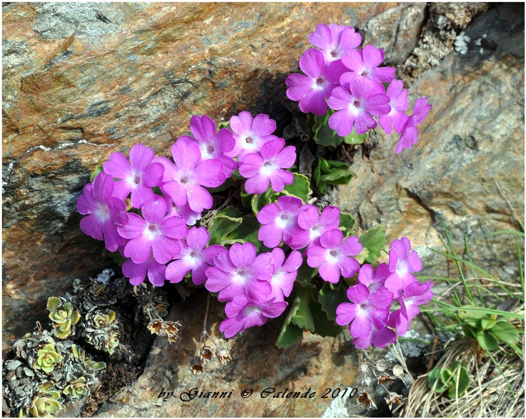 una conferma Primula farinosa?- no, Primula hirsuta